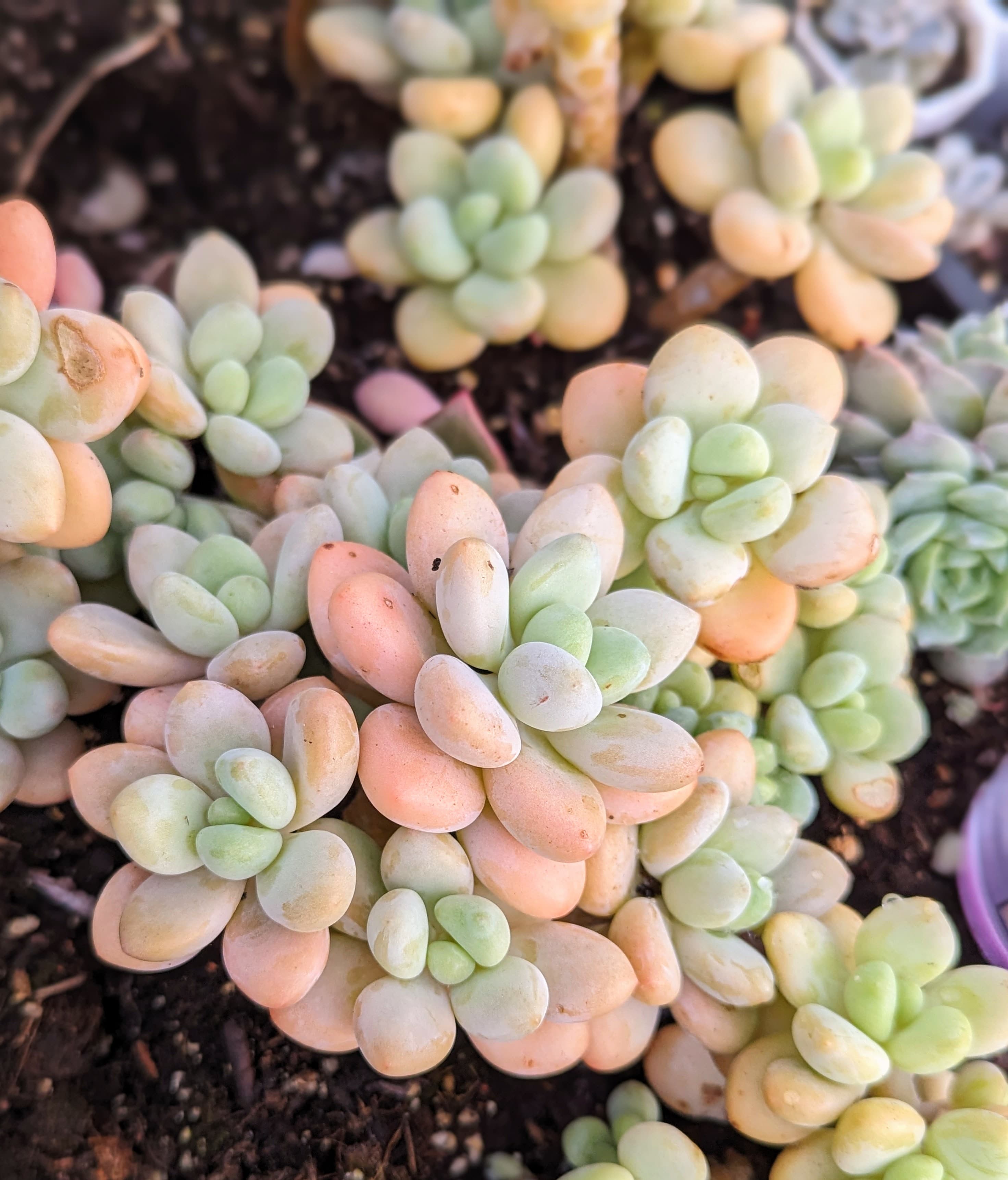 Pastel colored jade-like succulents