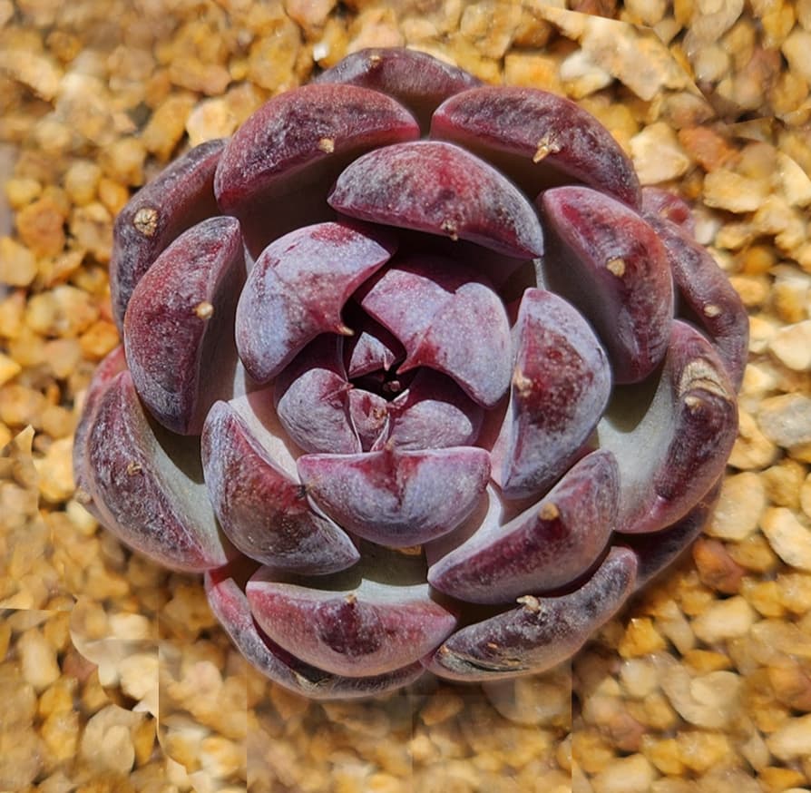 Purple rosette succulent closeup