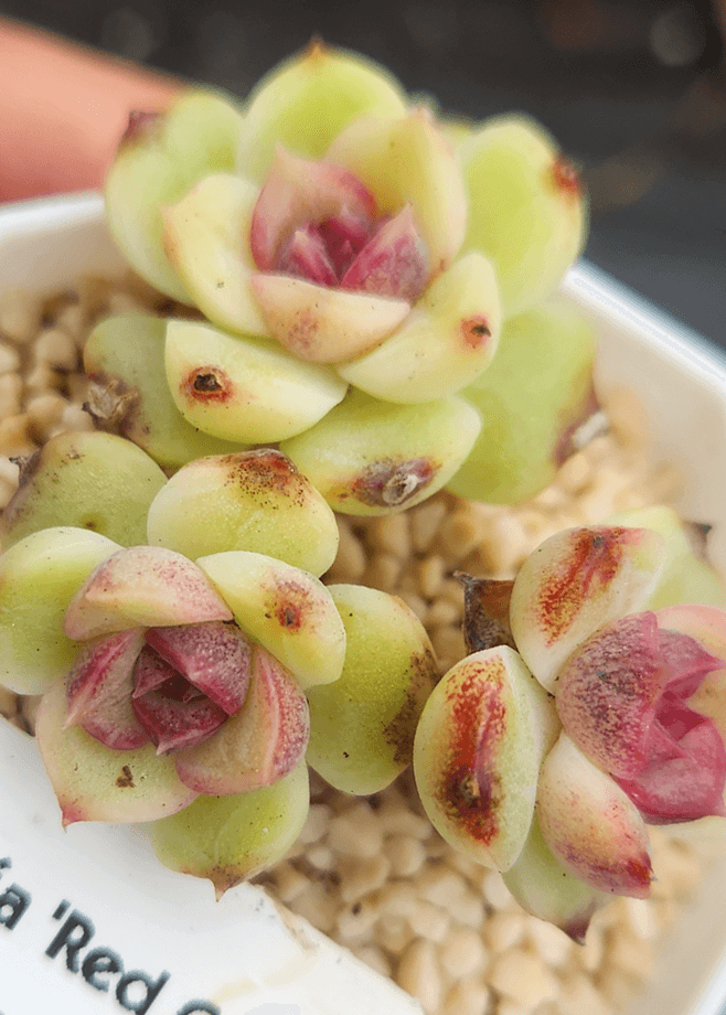 Yellow green cluster succulent